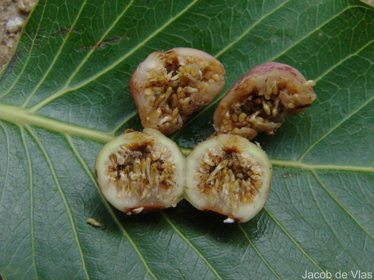 Ficus religiosa L.
